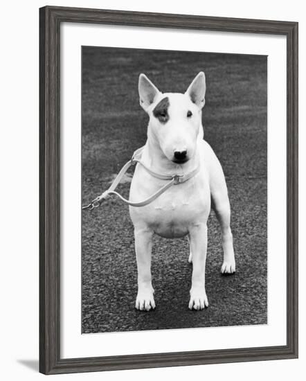 Champion Abraxas Audacity Crufts, Best in Show, 1972-Thomas Fall-Framed Photographic Print