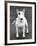 Champion Abraxas Audacity Crufts, Best in Show, 1972-Thomas Fall-Framed Photographic Print