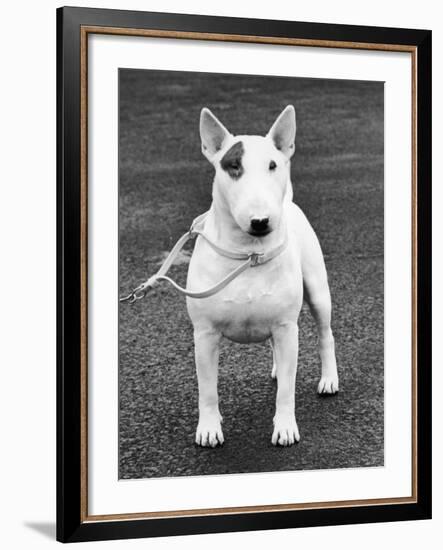 Champion Abraxas Audacity Crufts, Best in Show, 1972-Thomas Fall-Framed Photographic Print