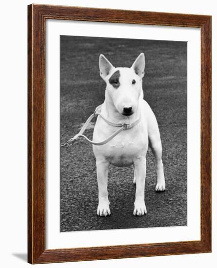 Champion Abraxas Audacity Crufts, Best in Show, 1972-Thomas Fall-Framed Photographic Print