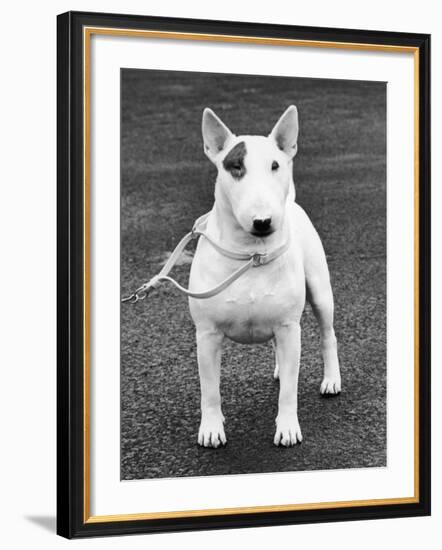 Champion Abraxas Audacity Crufts, Best in Show, 1972-Thomas Fall-Framed Photographic Print