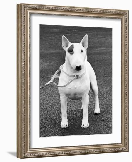 Champion Abraxas Audacity Crufts, Best in Show, 1972-Thomas Fall-Framed Photographic Print