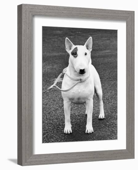 Champion Abraxas Audacity Crufts, Best in Show, 1972-Thomas Fall-Framed Photographic Print