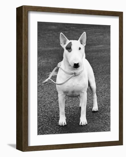 Champion Abraxas Audacity Crufts, Best in Show, 1972-Thomas Fall-Framed Photographic Print