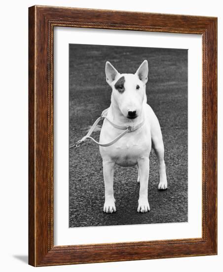 Champion Abraxas Audacity Crufts, Best in Show, 1972-Thomas Fall-Framed Photographic Print