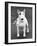 Champion Abraxas Audacity Crufts, Best in Show, 1972-Thomas Fall-Framed Photographic Print