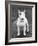 Champion Abraxas Audacity Crufts, Best in Show, 1972-Thomas Fall-Framed Photographic Print