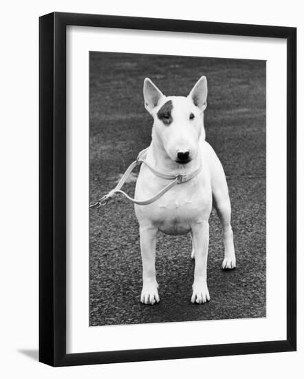 Champion Abraxas Audacity Crufts, Best in Show, 1972-Thomas Fall-Framed Photographic Print