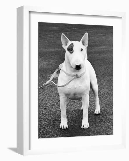 Champion Abraxas Audacity Crufts, Best in Show, 1972-Thomas Fall-Framed Photographic Print