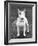 Champion Abraxas Audacity Crufts, Best in Show, 1972-Thomas Fall-Framed Photographic Print