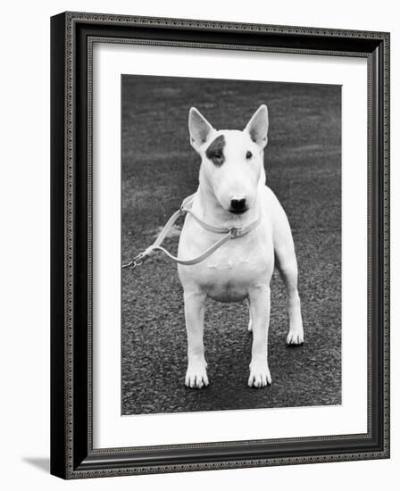 Champion Abraxas Audacity Crufts, Best in Show, 1972-Thomas Fall-Framed Photographic Print