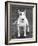 Champion Abraxas Audacity Crufts, Best in Show, 1972-Thomas Fall-Framed Photographic Print