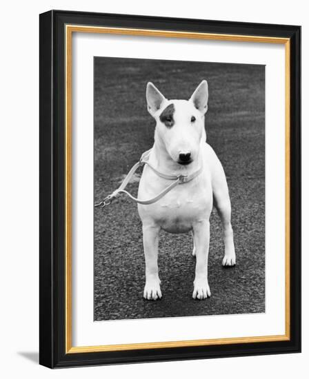 Champion Abraxas Audacity Crufts, Best in Show, 1972-Thomas Fall-Framed Photographic Print