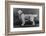 Champion Camrose Cabus Christopher Owned by Tudor-null-Framed Photographic Print