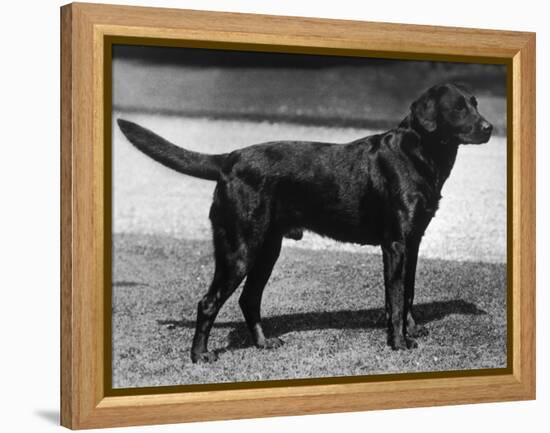 Champion Cheverells Ben of Banchory Breed-Thomas Fall-Framed Premier Image Canvas