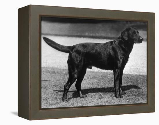 Champion Cheverells Ben of Banchory Breed-Thomas Fall-Framed Premier Image Canvas