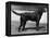 Champion Cheverells Ben of Banchory Breed-Thomas Fall-Framed Premier Image Canvas