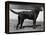 Champion Cheverells Ben of Banchory Breed-Thomas Fall-Framed Premier Image Canvas