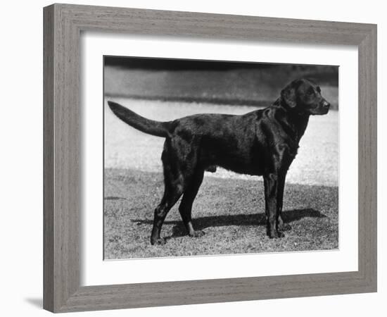 Champion Cheverells Ben of Banchory Breed-Thomas Fall-Framed Photographic Print