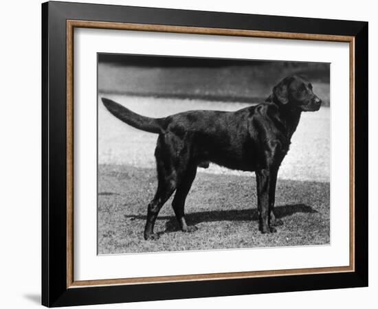 Champion Cheverells Ben of Banchory Breed-Thomas Fall-Framed Photographic Print