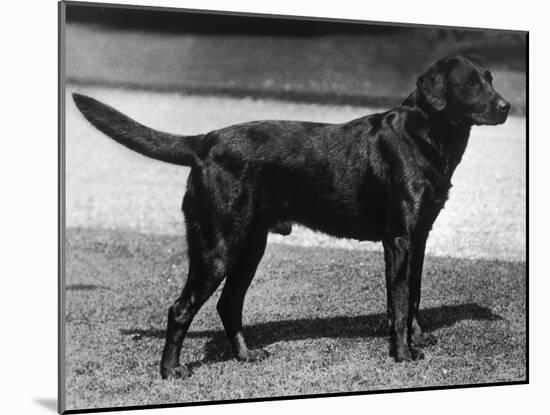 Champion Cheverells Ben of Banchory Breed-Thomas Fall-Mounted Photographic Print