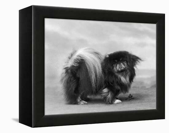 Champion Chien Lung of Wybournes Owned by Barington-null-Framed Premier Image Canvas