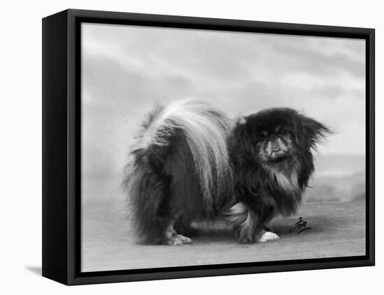 Champion Chien Lung of Wybournes Owned by Barington-null-Framed Premier Image Canvas