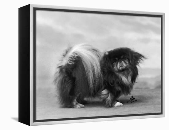 Champion Chien Lung of Wybournes Owned by Barington-null-Framed Premier Image Canvas