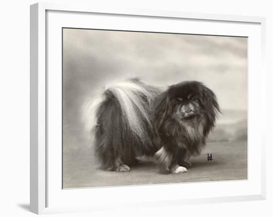 Champion Chien Lung of Wybournes Owned by Mrs Bevington-null-Framed Photographic Print