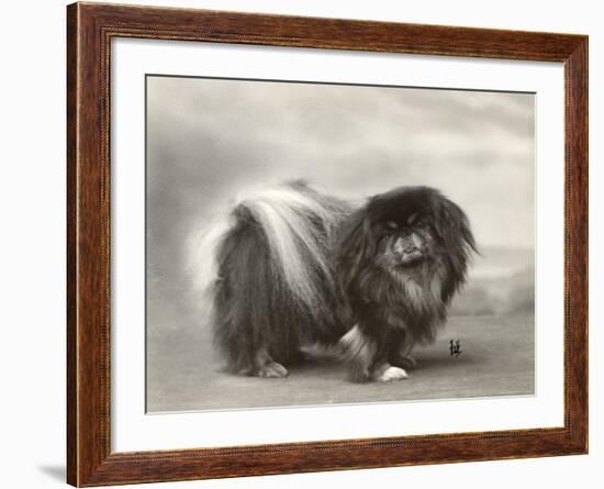 Champion Chien Lung of Wybournes Owned by Mrs Bevington-null-Framed Photographic Print