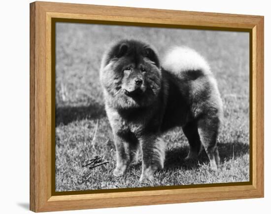 Champion Choonam Hung Kwong Crufts, Best in Show, 1936-Thomas Fall-Framed Premier Image Canvas