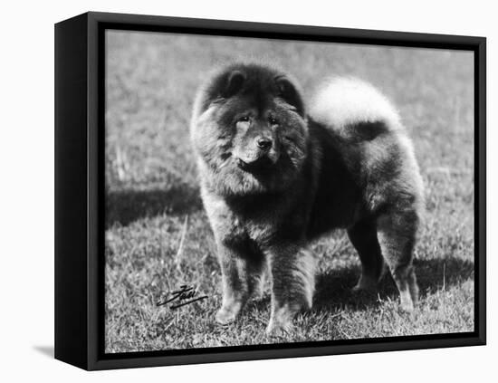 Champion Choonam Hung Kwong Crufts, Best in Show, 1936-Thomas Fall-Framed Premier Image Canvas