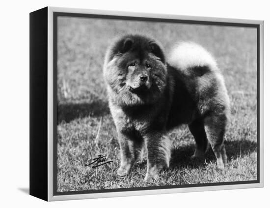 Champion Choonam Hung Kwong Crufts, Best in Show, 1936-Thomas Fall-Framed Premier Image Canvas