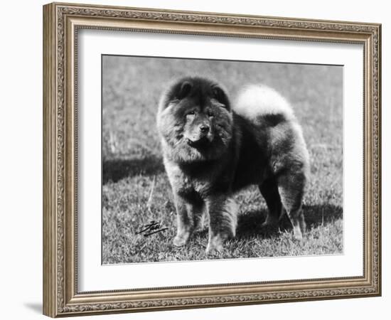 Champion Choonam Hung Kwong Crufts, Best in Show, 1936-Thomas Fall-Framed Photographic Print