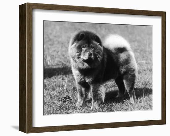 Champion Choonam Hung Kwong Crufts, Best in Show, 1936-Thomas Fall-Framed Photographic Print