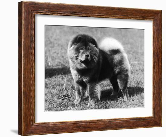 Champion Choonam Hung Kwong Crufts, Best in Show, 1936-Thomas Fall-Framed Photographic Print