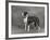 Champion Constones Cadet Owner: Cairns-Thomas Fall-Framed Photographic Print