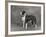 Champion Constones Cadet Owner: Cairns-Thomas Fall-Framed Photographic Print