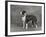 Champion Constones Cadet Owner: Cairns-Thomas Fall-Framed Photographic Print