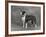 Champion Constones Cadet Owner: Cairns-Thomas Fall-Framed Photographic Print