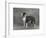 Champion Constones Cadet Owner: Cairns-Thomas Fall-Framed Photographic Print