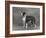 Champion Constones Cadet Owner: Cairns-Thomas Fall-Framed Photographic Print