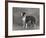 Champion Constones Cadet Owner: Cairns-Thomas Fall-Framed Photographic Print