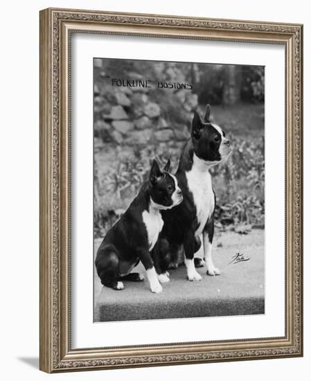 Champion Courtbarton Parlour Maid Owned by Pepper-Thomas Fall-Framed Photographic Print