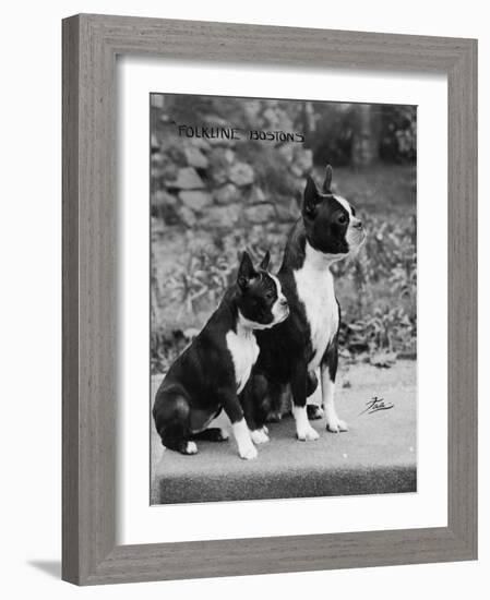 Champion Courtbarton Parlour Maid Owned by Pepper-Thomas Fall-Framed Photographic Print