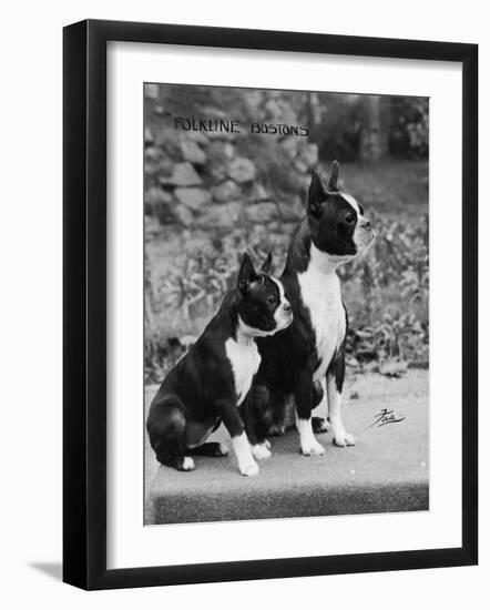 Champion Courtbarton Parlour Maid Owned by Pepper-Thomas Fall-Framed Photographic Print