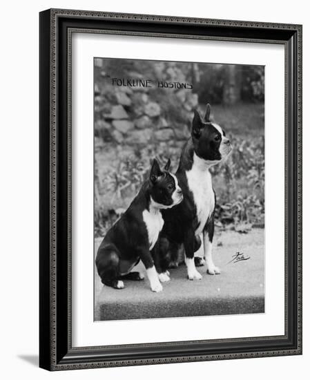 Champion Courtbarton Parlour Maid Owned by Pepper-Thomas Fall-Framed Photographic Print