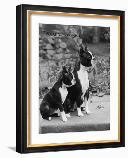 Champion Courtbarton Parlour Maid Owned by Pepper-Thomas Fall-Framed Photographic Print