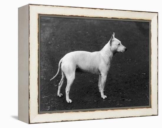 Champion Faultless an Early Example of the Bull Terrier Breed-Thomas Fall-Framed Premier Image Canvas