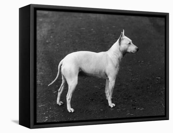 Champion Faultless an Early Example of the Bull Terrier Breed-Thomas Fall-Framed Premier Image Canvas